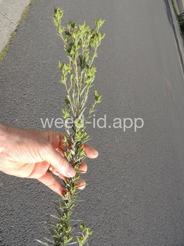 tarweed, cluster